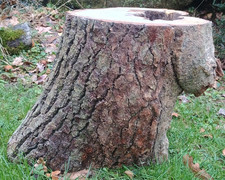 Large unique shaped oak